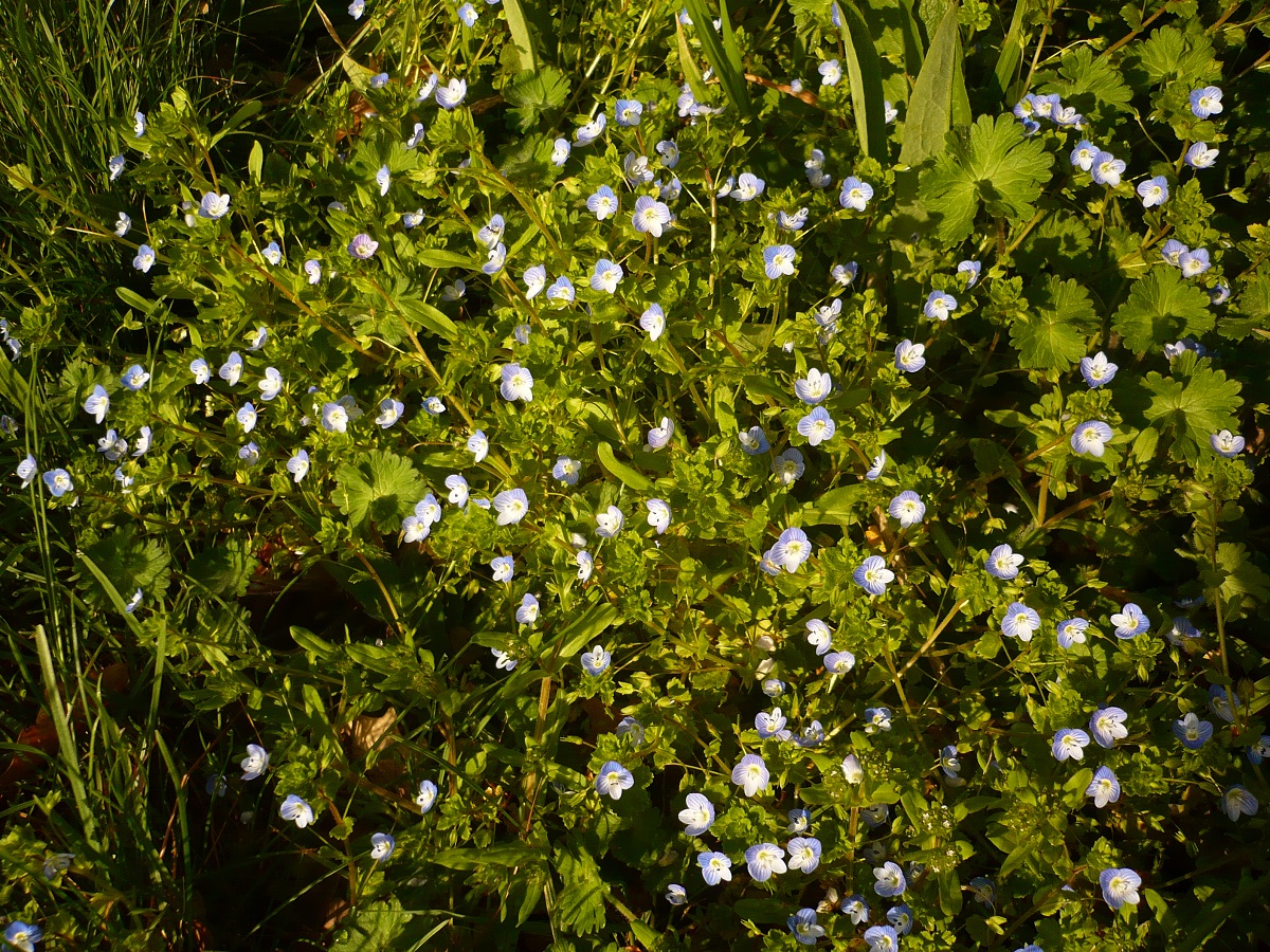 Veronica persica (Plantaginaceae)